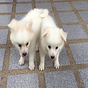 ปอมขาวสสวย ๆ  ราคา 4200วัคซีนแล้ว