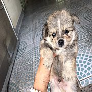 ปอมผสมชิวาวาแท้ น่ารัก