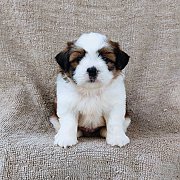 ชิสุผสมปอม4500.- เก็บปลายทาง มีปะกันสุขภาพline::happyshihtzu4289