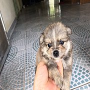 ปอมผสมชิวาวาแท้ น่ารัก  4300