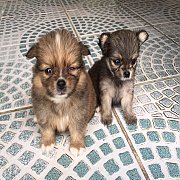 ปอมผสมชิวาวา เมียและ ผุ้่ 4300