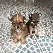 ขายปอมผสมชิวาวา 4300