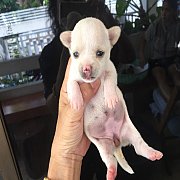 สุนัขชิวาวาขนสั้น แท้