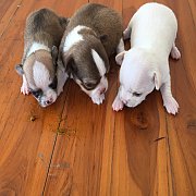 ชิวาวาขนสั้น น่ารัก