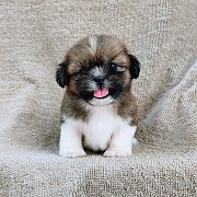 ชิสุแท้4500.- เก็บปลายทาง มีปะกันสุขภาพline::happyshihtzu4289