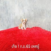 ชิวาวา ขนสั้น เพศผู้ 3ตัว วัคซีนแล้ว
