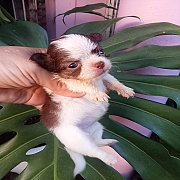 ชิวาวา​น่ารัก​ๆ