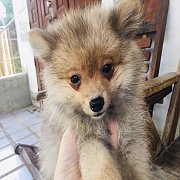 ปอมแท้ น่ารัก วัคซ๊นแล้ว