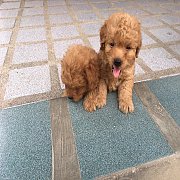 พุดเดิ้นแท้ น่ารัก