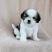 ชิสุแท้4500.-มีเก็บปลายทาง idline::happyshihtzu4289