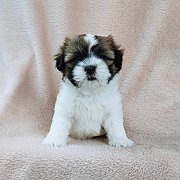 ชิสุแท้4500.-มีเก็บปลายทาง idline::happyshihtzu4289