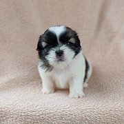 ชิสุแท้4500.-มีเก็บปลายทาง idline::happyshihtzu4289