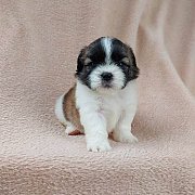 ชิสุแท้4500.-มีเก็บปลายทาง idline::happyshihtzu4289