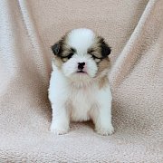 ชิสุผสมปอม4500.-idline::happyshihtzu4289 มีเก็บปลายทาง