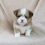 ชิสุผสมปอม4500.-idline::happyshihtzu4289 มีเก็บปลายทาง