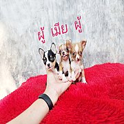 ชิวาวา ขนสั้น 3ตัว พร้อมย้ายบ้าน
