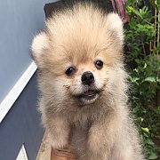 ปอมแท้ ตัวผุ่้ 4500