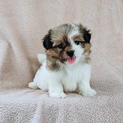 ชิสุผสมปอม4500.-idline::happyshihtzu4289 มีเก็บปลายทาง