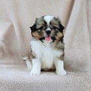 ชิสุผสมปอม4500.-idline::happyshihtzu4289 มีเก็บปลายทาง