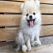 ปอมเมอเรเนียนตัวผุ้ สีน้ำตาล วัคซีนแล้ว