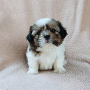 ชิสุแท้4500.-idline::happyshihtzu4289 มีเก็บปลายทาง