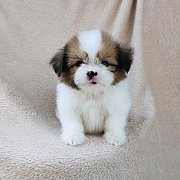 ชิสุผสมปอม4500.-idline::happyshihtzu4289 มีเก็บปลายทาง