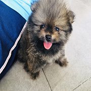 ปอมหน้าหมี แท้  ผุ้ 4500