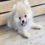 ปอมเมเรเนียนแท้ น่ารัก ผุ้ ขนแน่น