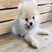 ปอมเท้ วัคซ๊นแล้ว 2 เข็ม