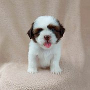 ชิสุผสมปอมจมูกตับ4500.-idline::happyshihtzu4289 มีเก็บปลายทาง