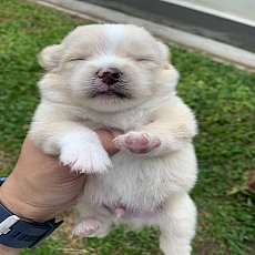 ปอมแท้ น่ารัก