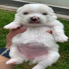 ปอมเมอเรเนียนน่ารัก