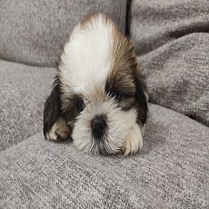 ชิสุแท้หาบ้าน สนใจทักมาคุยได้จากเลี้ยงเอง