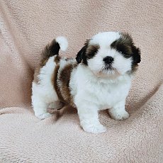 ชิสุแท้4500วัคซีน+ถ่ายพยาธิแล้ว ส่งฟรีกทม.ขับรถส่งเอง line::happyshihtzu4289
