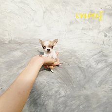 ชืวาวา ขนสั้น ไซค์เล็ก พร้อมย้ายบ้าน