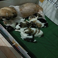 🏡kibzaa❌️ไม่มีสาขา❌️  ชิสุห์ปอม อัพเดท 07/11