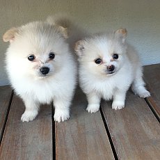 ปอมสีขาวและครีม