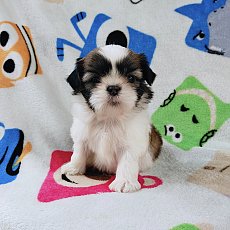 ชิสุแท้4500.- ส่งฟรีกทม.มีปลายทาง line:: happyshihtzu4289