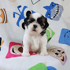 ชิสุแท้4500.- ส่งฟรีกทม.มีปลายทาง line:: happyshihtzu4289