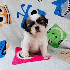 ชิสุแท้4500.- ส่งฟรีกทม.มีปลายทาง line:: happyshihtzu4289