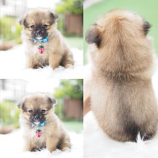 ชิสุผสมปอม น่ารักๆ 