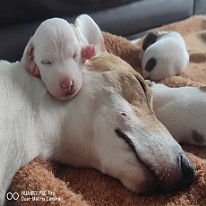 ขายลูกสุนัขแจ็ครัสเซล