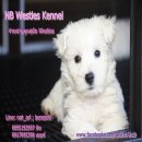 จำหนายลูกสุนัขสายพันธุ์เวสตี้(West Highland White Terrier)