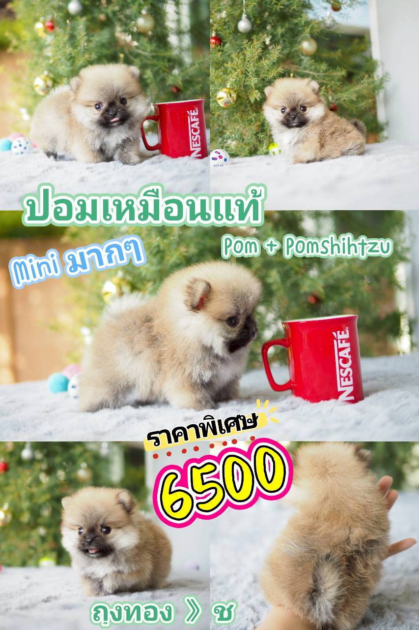 กิ๊ฟซ่า 6500 pompom