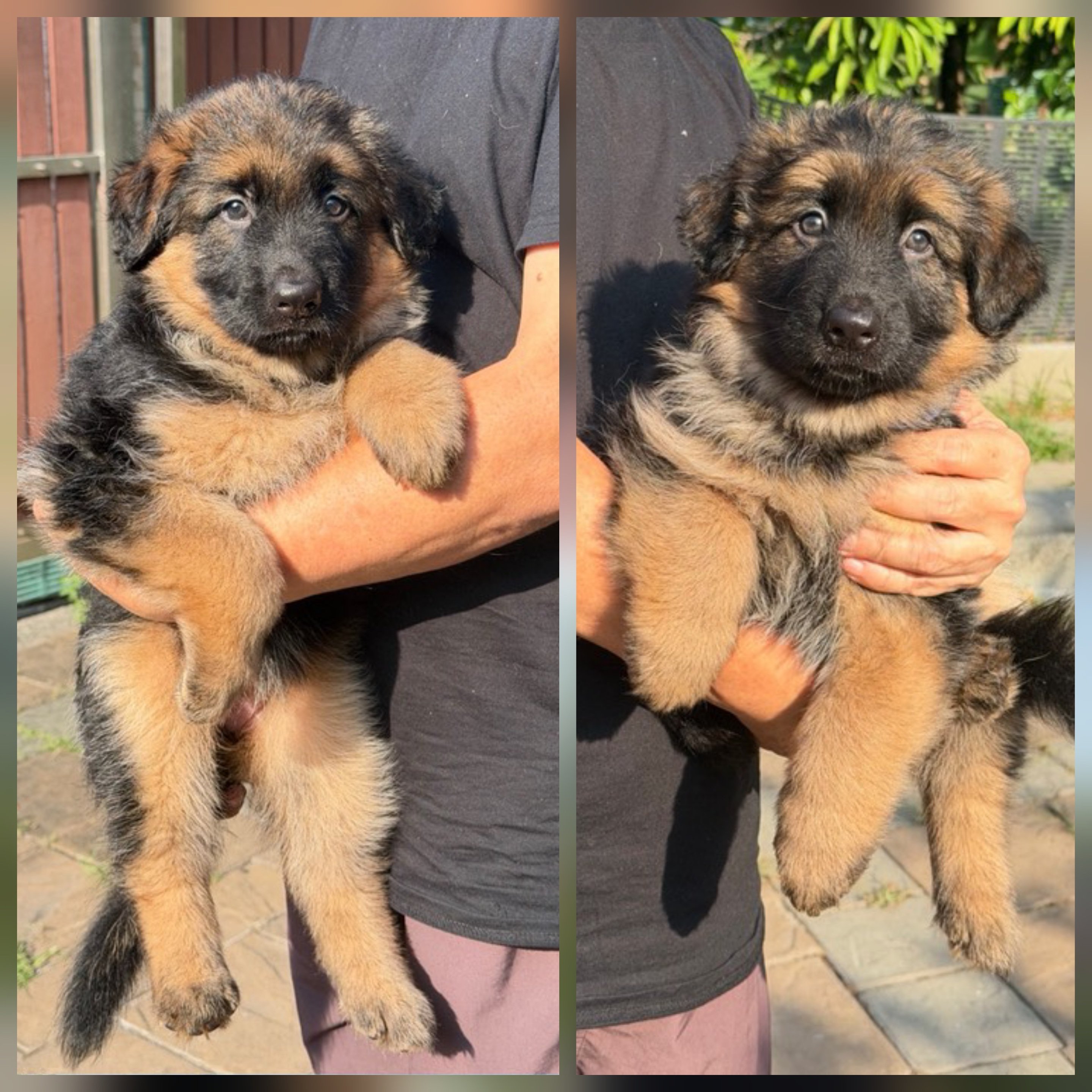 ลูกสุนัขเยอรมัน เชพเพิร์ด(อัลเซเชี่ยน)สายพันธุ์แท้โครงสร้างใหญ่ๆ พ่อแน่นล่ำ แม่ส...