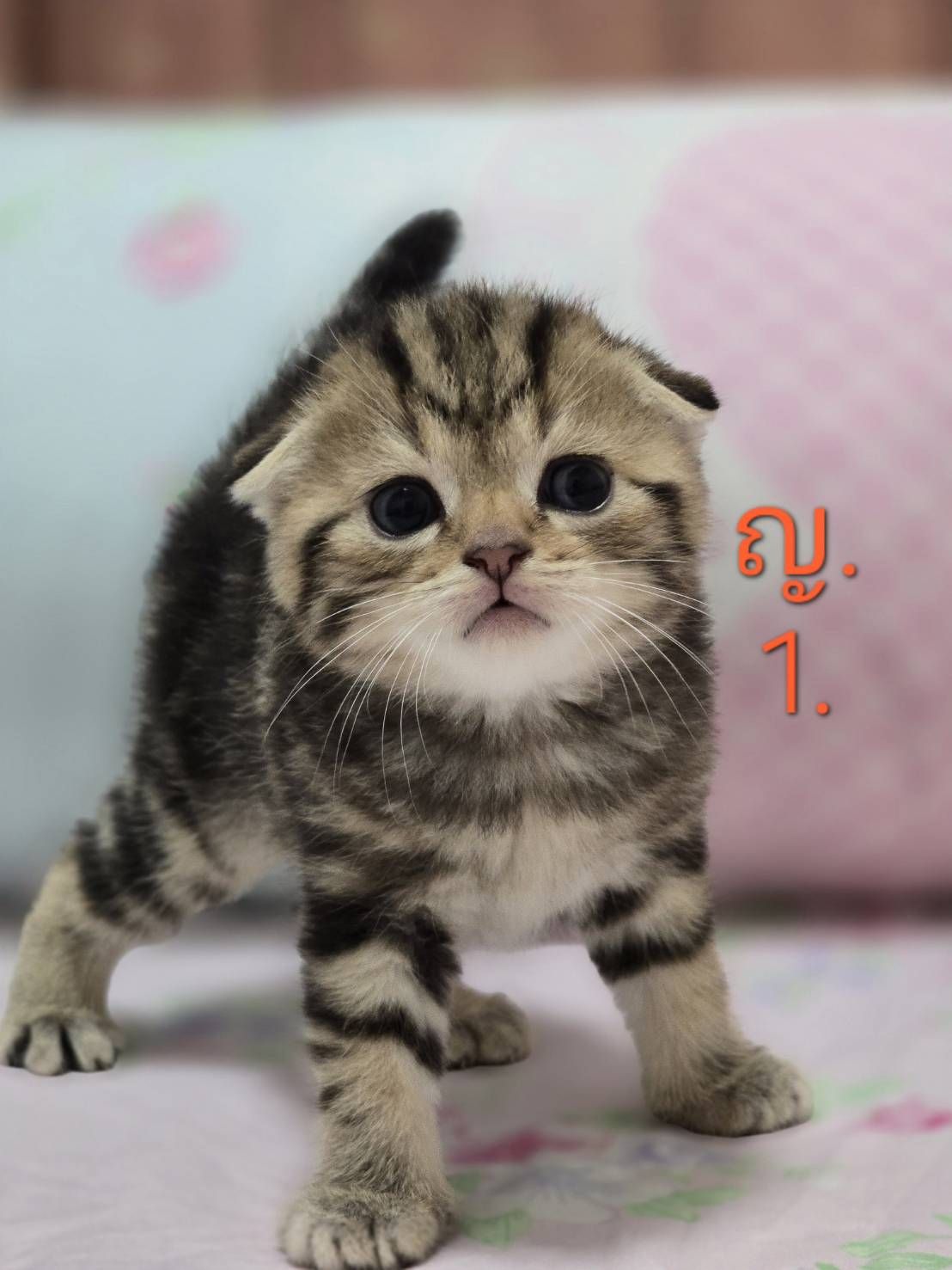 น้องแมวสก๊อตติสโฟ น่ารักๆ พร้อมย้ายบ้าน