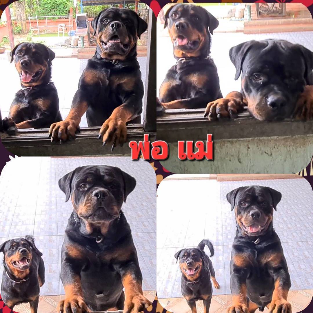 ลูกร็อตไวเลอร์เกรดสวย พ่อมีใบเพ็ดดีกรี กะโหลกโต สต๊อปหน้าสวย โครงสร้างใหญ่ จาก k...