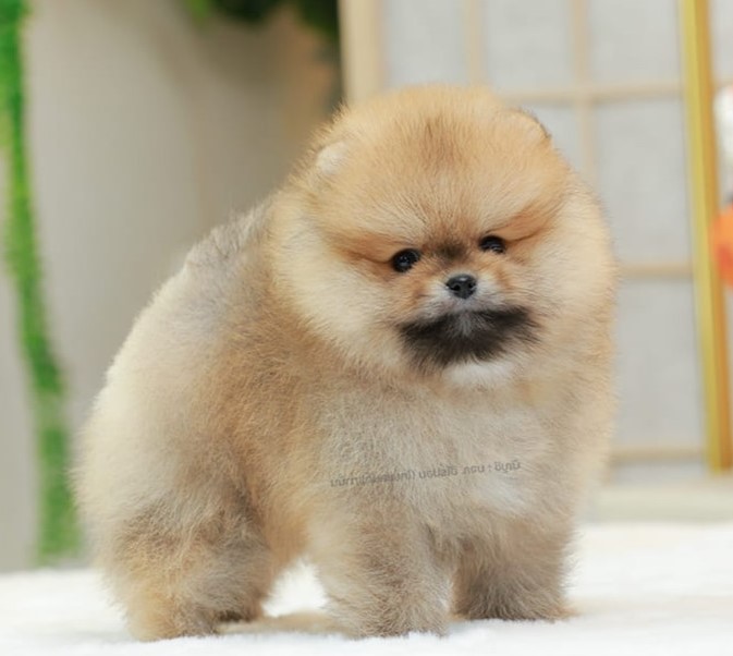 ปอมแท้ ปอมหน้าหมี HRM-10791 เพศชาย สีส้ม เจ้าหนูน่ารัก ตัวสั้นขนแน่นมาก หน้าตาน่...