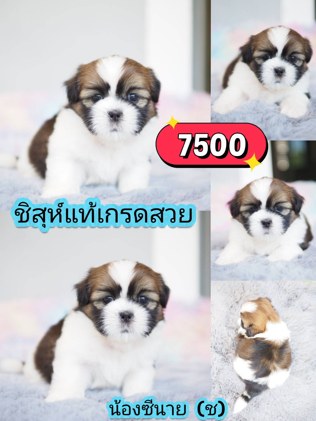กิ๊ฟซ่า Shihtzu
