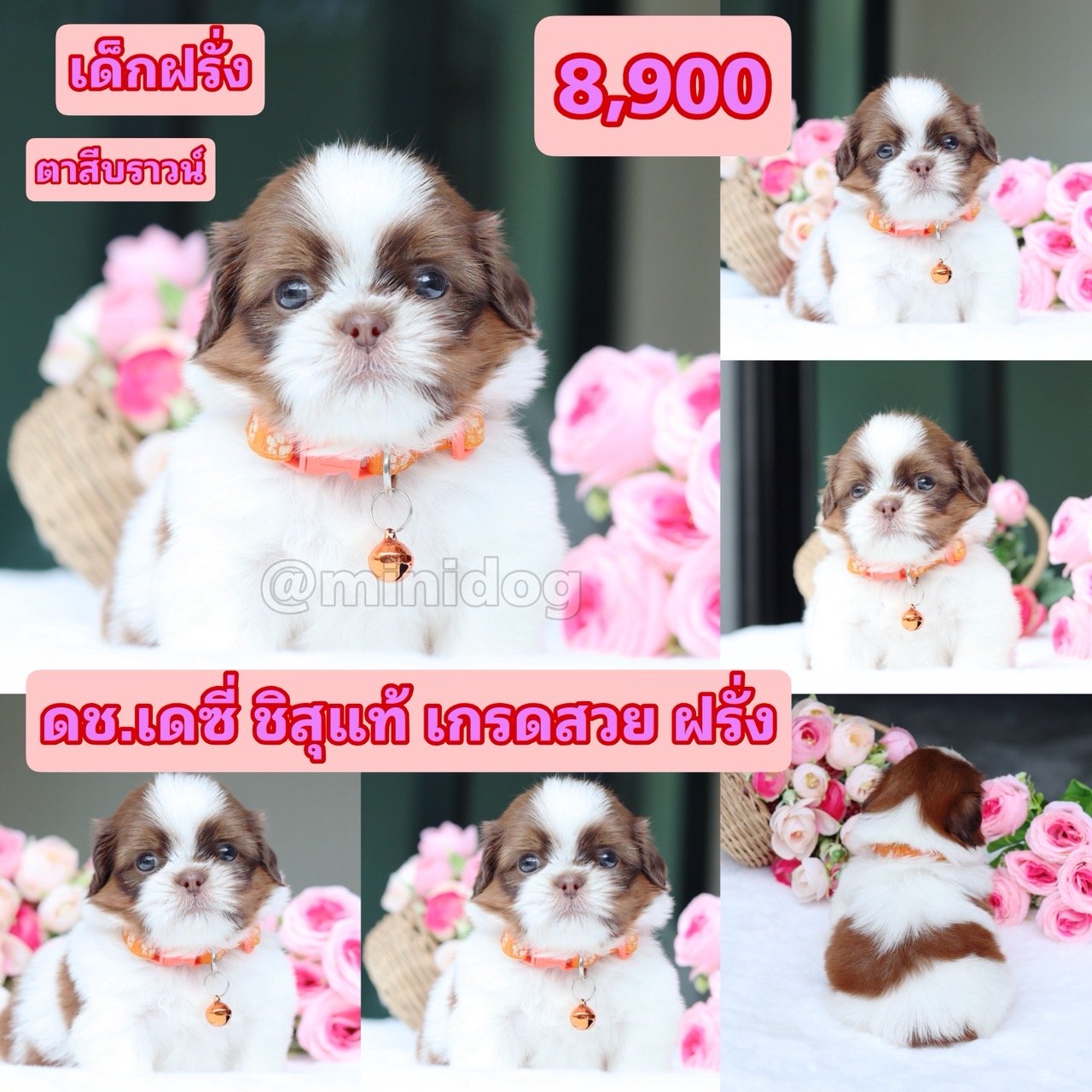 ชิสุแท้เกรดสวย